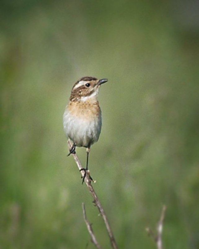 Дефиле фото превью