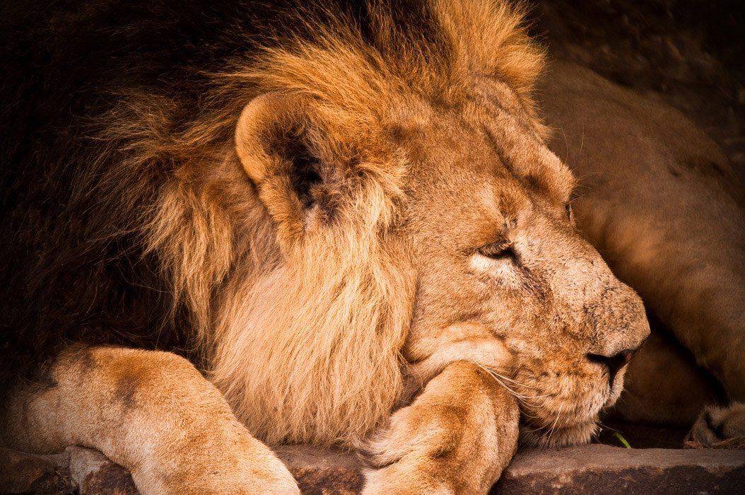 , балаганофф