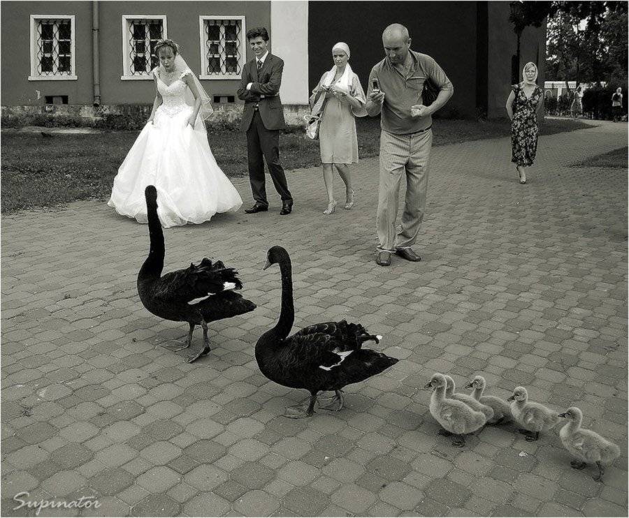 примета, невеста, свадьба, черные, лебеди, николо-угрешский, монастырь, SUPINATOR