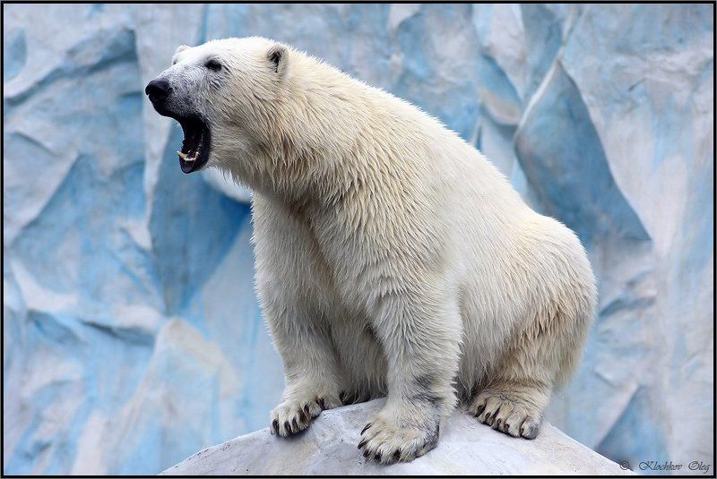 ЕДИНОРОСС фото превью