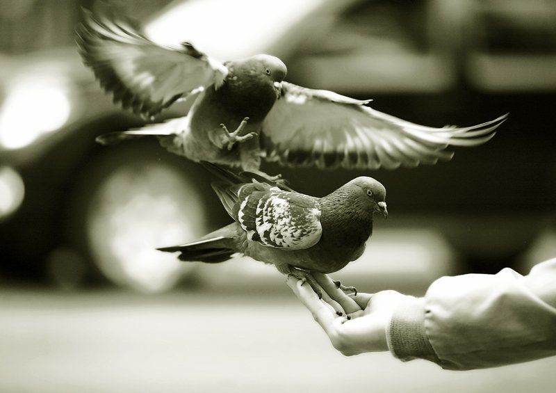 Налечу как коршун и отниму хавку фото превью