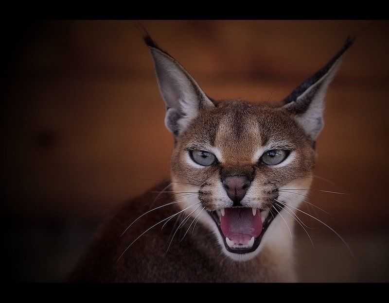 Характер (репост) фото превью