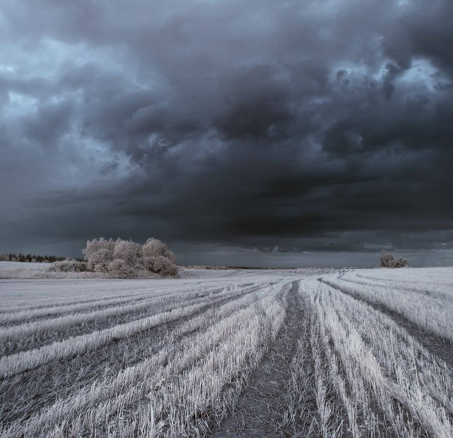 , Максим Евдокимов