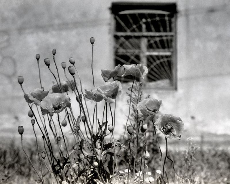маки, город, лето, двор, fortepan Маки фото превью