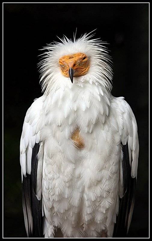 , Васенин Валерий