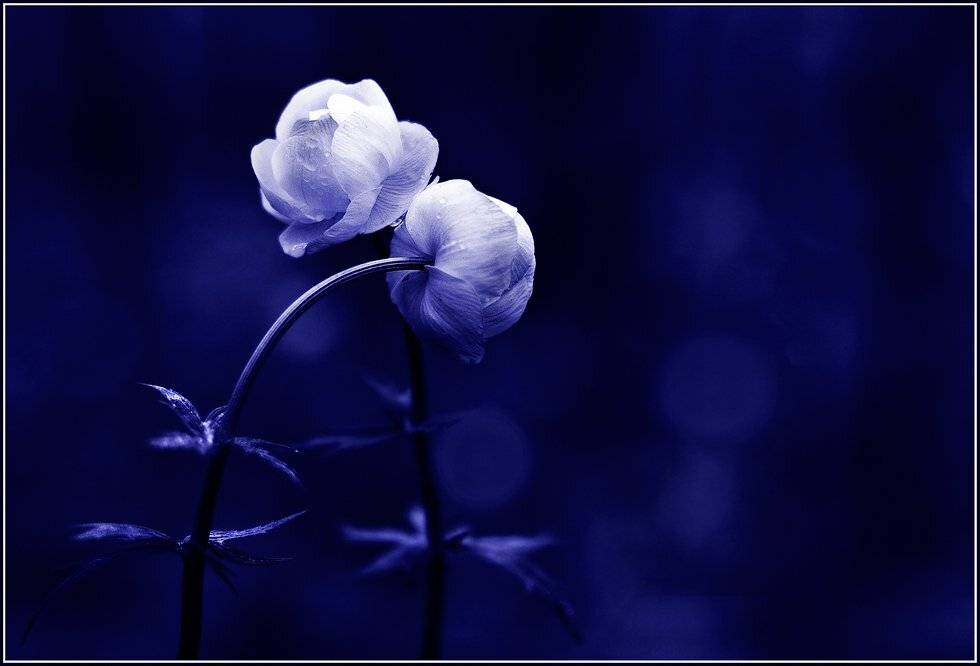 , izh Diletant (Валерий Щербина)