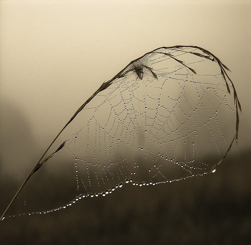 Ловец Снов... фото превью