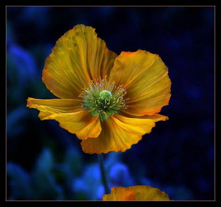 цветок, калифорния, Yurma