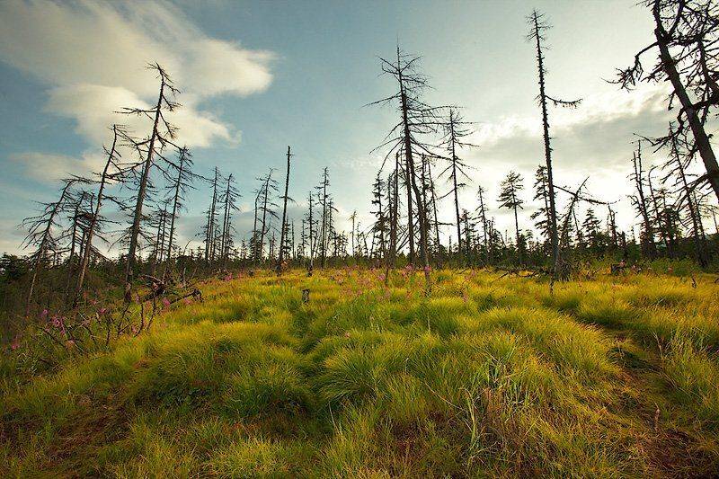 магадан, лес, пожар, осока, Sir Fisher
