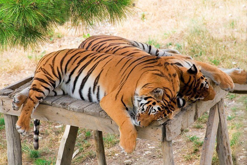 тигры Тихий час фото превью