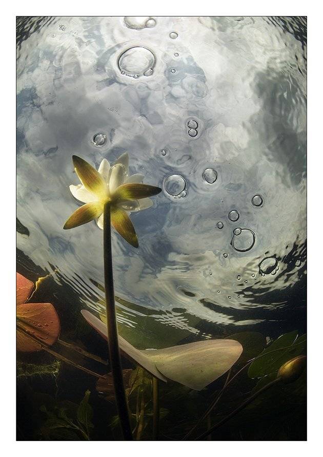 лилии, воздух, шары, пузыри, кувшинки, озеро и небо, Нарчук Андрей