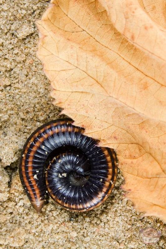 многоножка, кивсяк, макро, листик, песок, Amazon-san