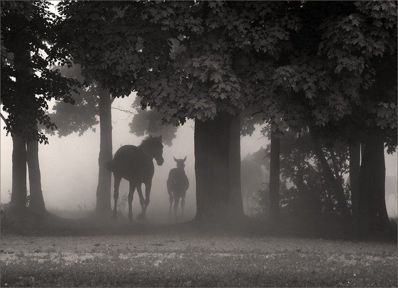 Уходящая натура фото превью