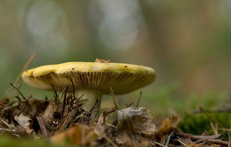 гриб, сыроежка Сыроежка... фото превью