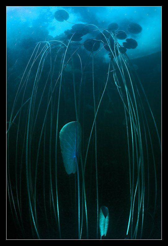 лилия, ночь, подводное, фото, звезды, Сергей Шанин