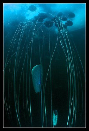 Мечты ночной лилии