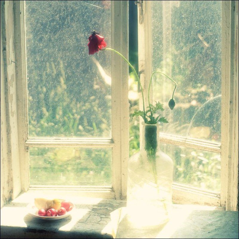 Летняя квадратная весьма цветная картинка с маком и сливами на окне в Овсяниково фото превью