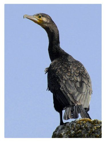 Большой баклан (Phalacrocorax carbo)