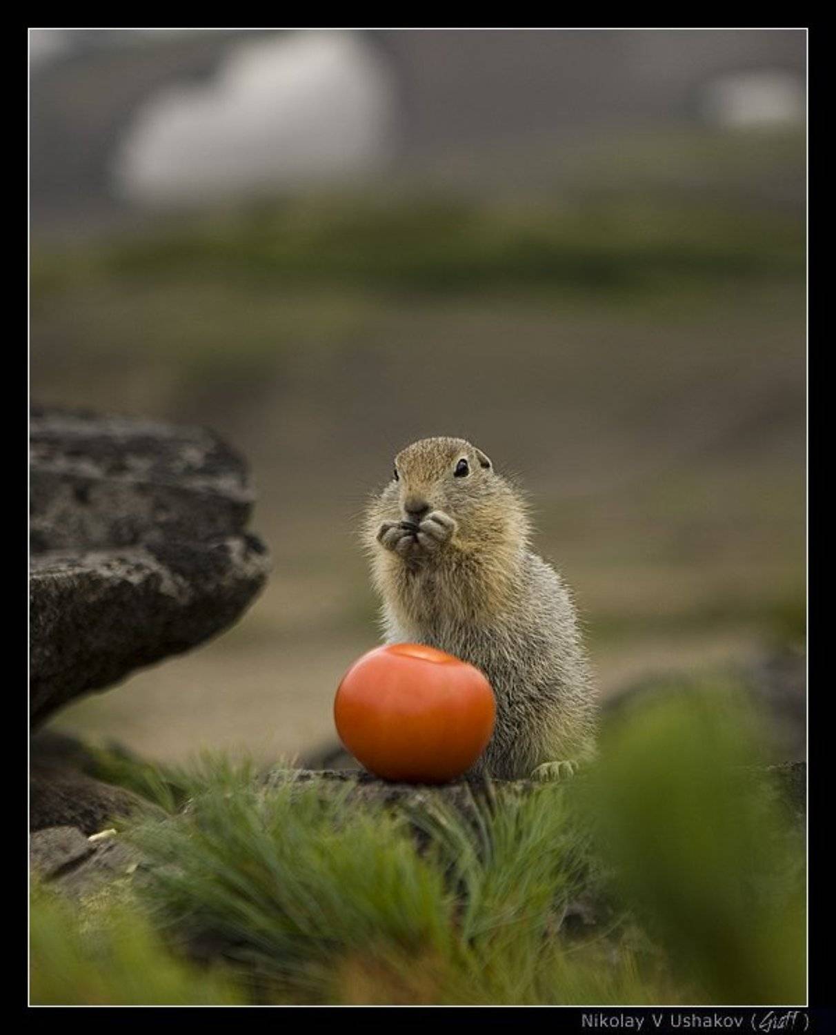 , Николай Ушаков (Graff)