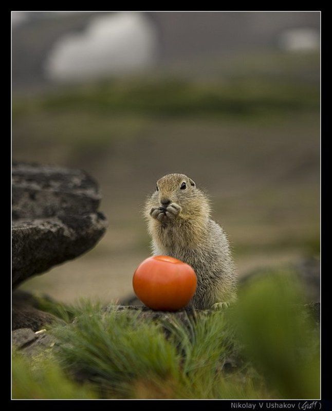 все равно я его съем ) фото превью
