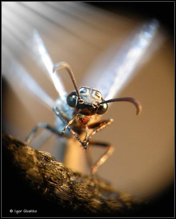 макро, букашка, ангел, Игорь Глушко