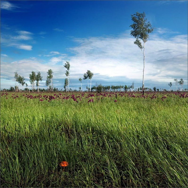 у высоких берёз своё сердце согрев... фото превью