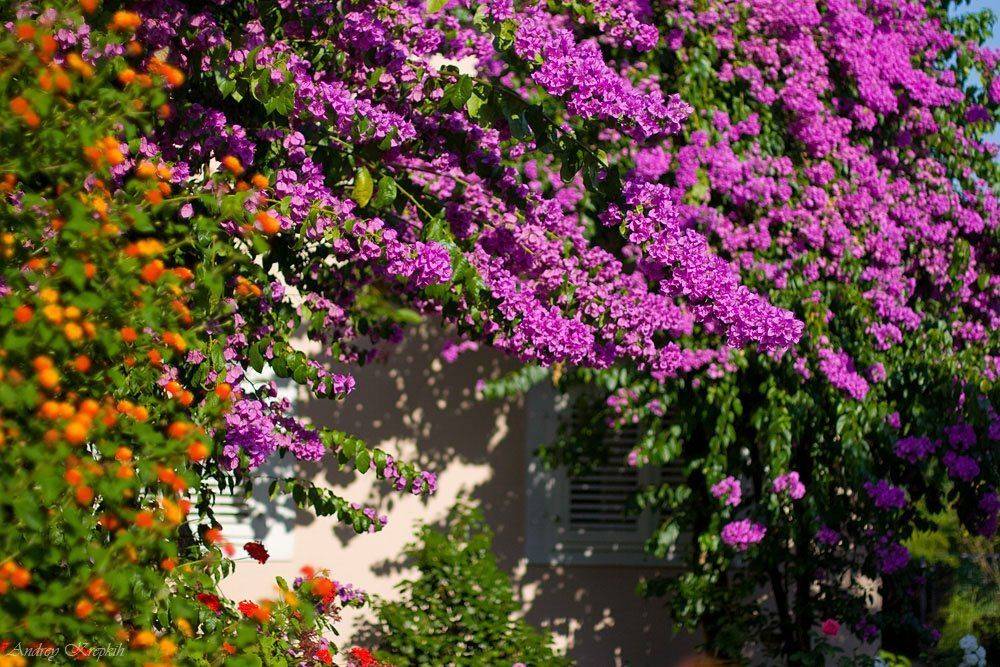 черногория, будва, цветы, дворик, Андрей Крепких (Sound Wave)