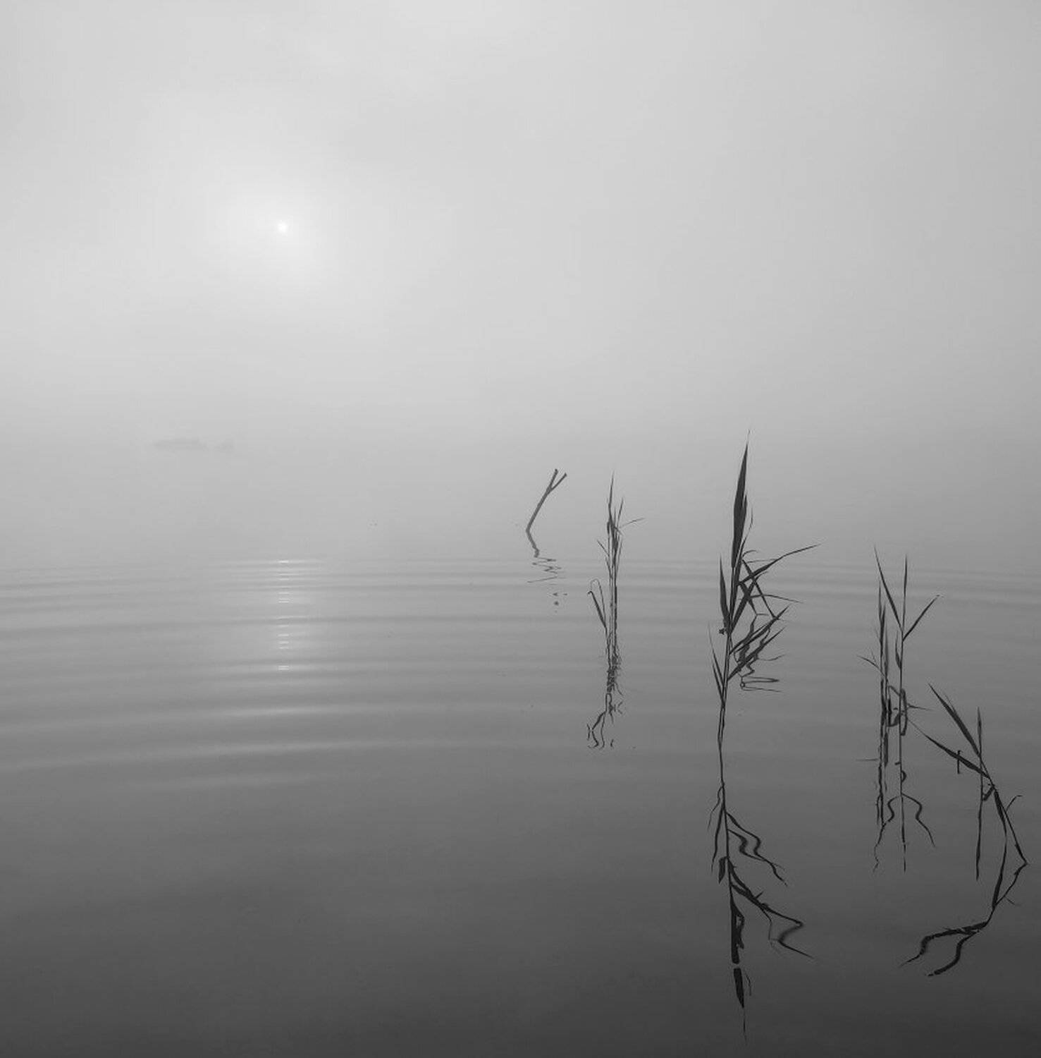 , Максим Евдокимов