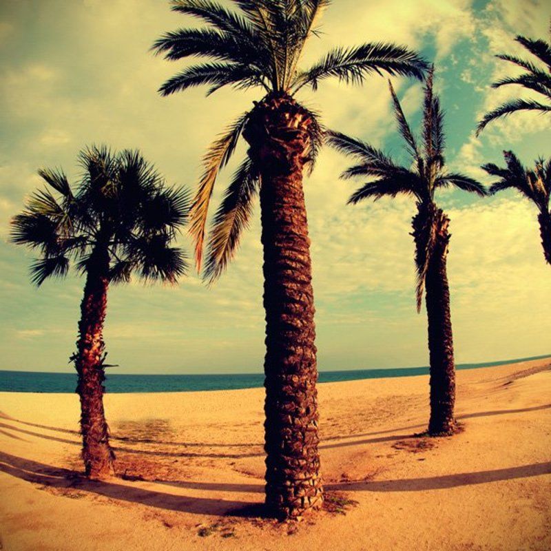 Palm beach фото превью