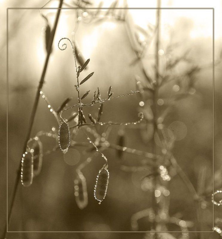 Oгуречный... фото превью