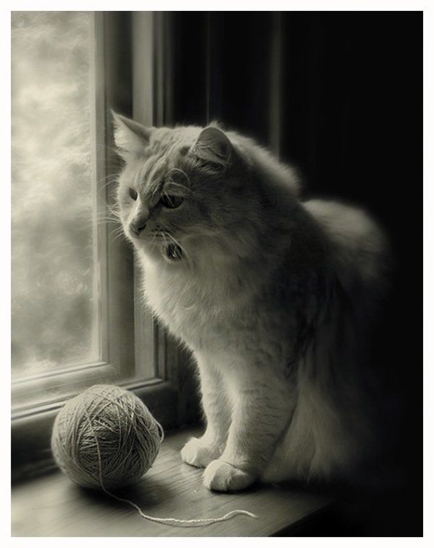 пою я сам ля, без ансамбля фото превью