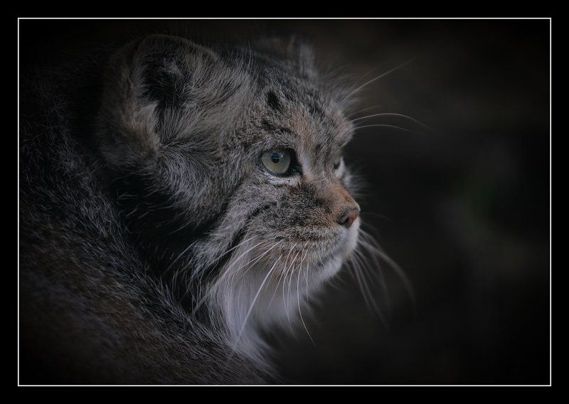 Про Манула фото превью