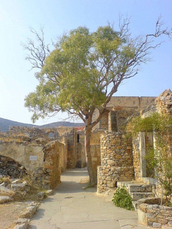 остров.крит.древо.история.лето Древо с покинутого острова фото превью