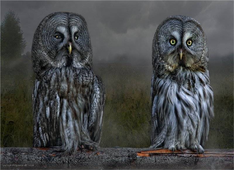 , Виктор Перякин