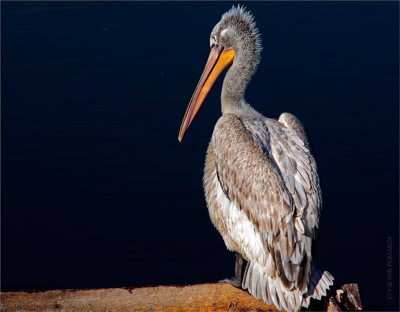 , Виктор Перякин