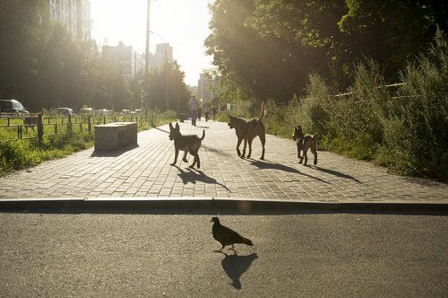 Городская жизнь