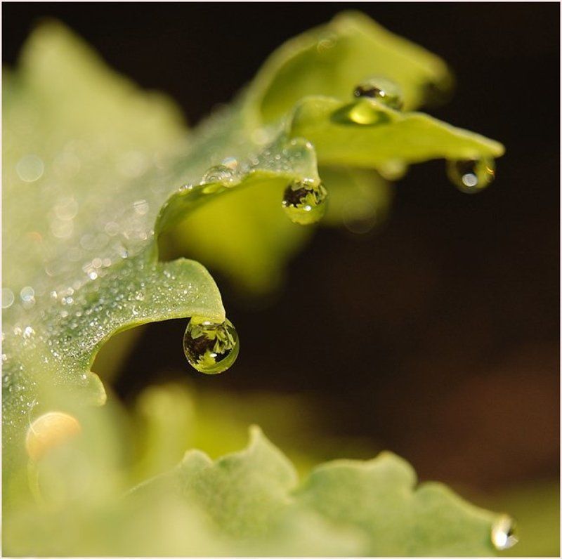 макро,капли,утро,роса утренняя фото превью