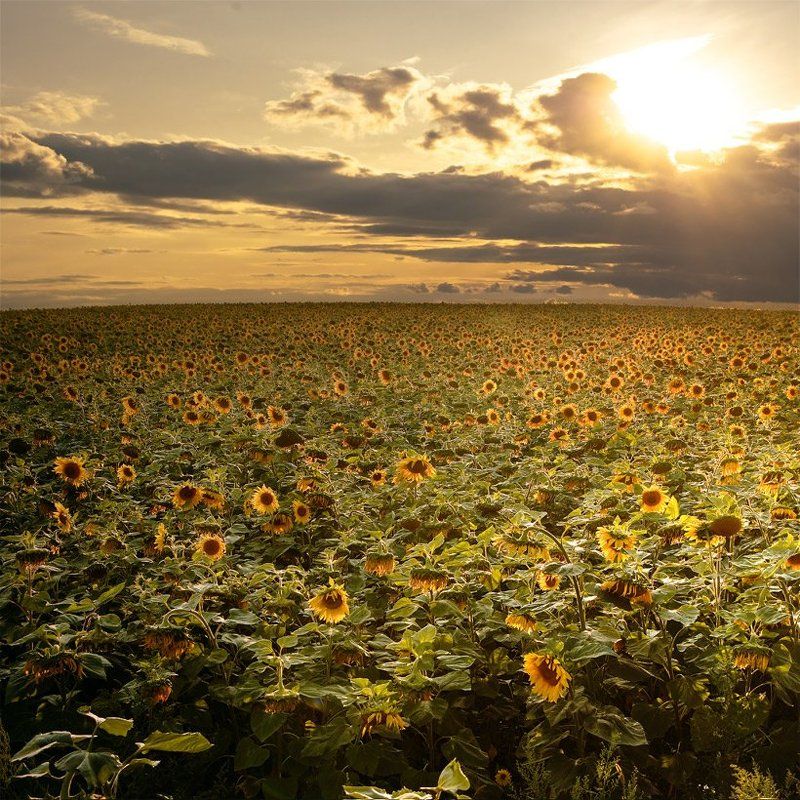 В подсолнухах. фото превью