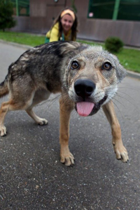 волк фото превью