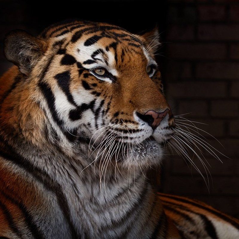 тигр, tiger Tiger фото превью