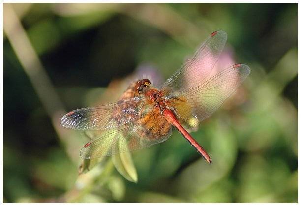 , Юлия Чекмарева