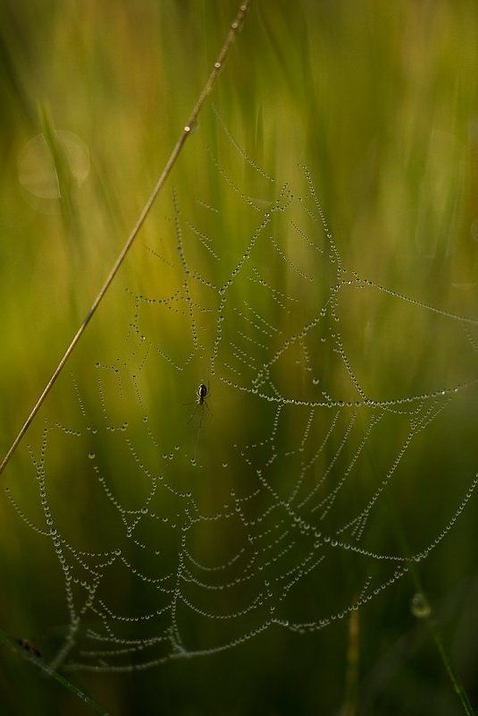 паук хранитель жемчуга фото превью