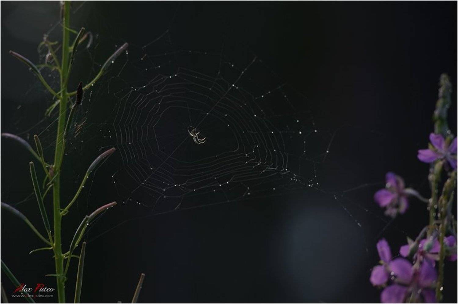 селигер,паутина,паук,отдых, Александр Путев