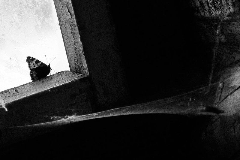 freedom, spiderweb, web, butterfly, бабочка, свобода, паутина freedom фото превью