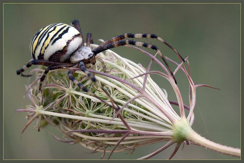 (argiope, bruennichi), Linas T