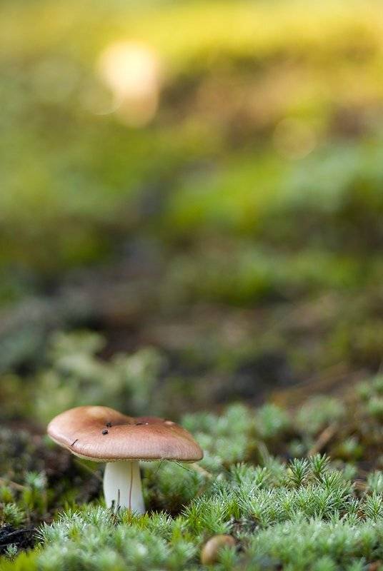 сыроежка, Юлия