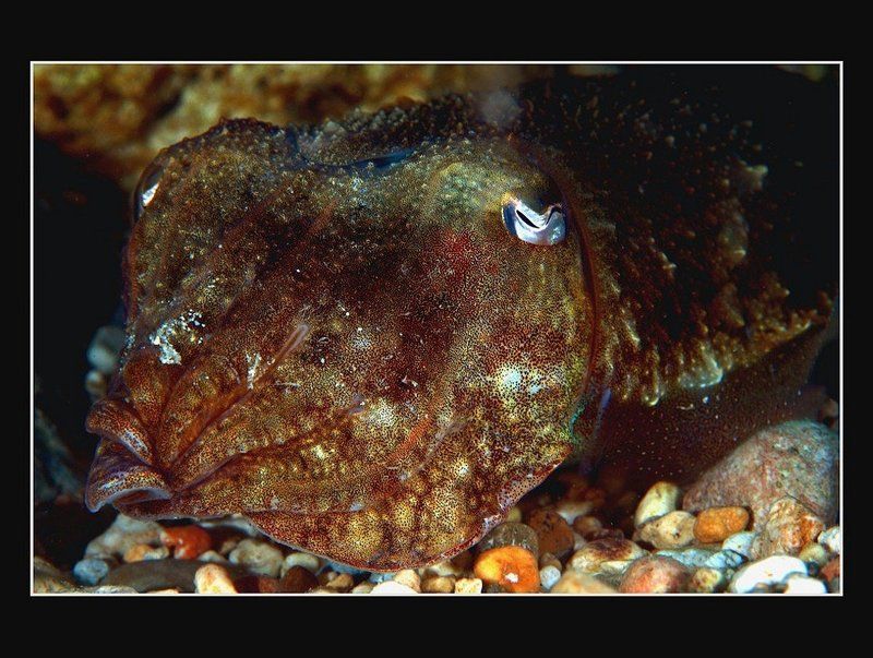 ---- фото превью