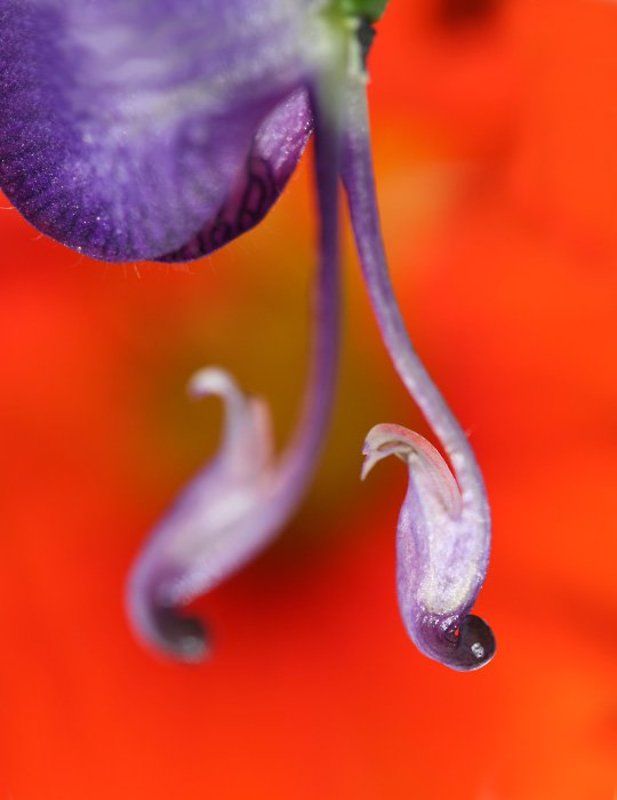 цветы, макро балерина)) фото превью