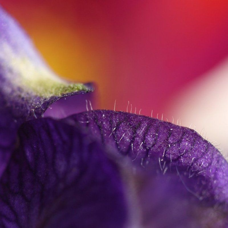 цветы, макро абстракция фото превью