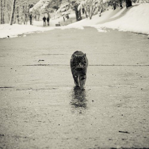 Падал прошлогодний снег